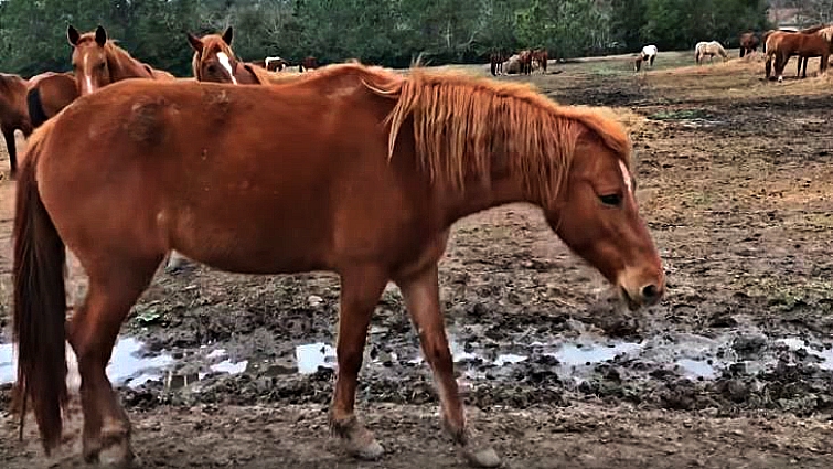 Pia the earless horse at rescue center