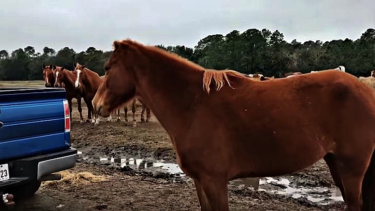Close-up of Pia's unique ear condition