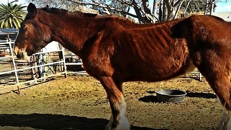 Lemon Ranch sanctuary with rescued horses