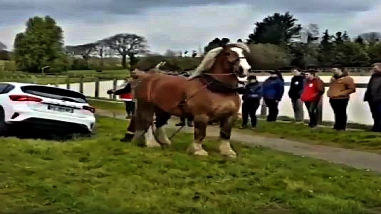 Horse pulling car from ditch