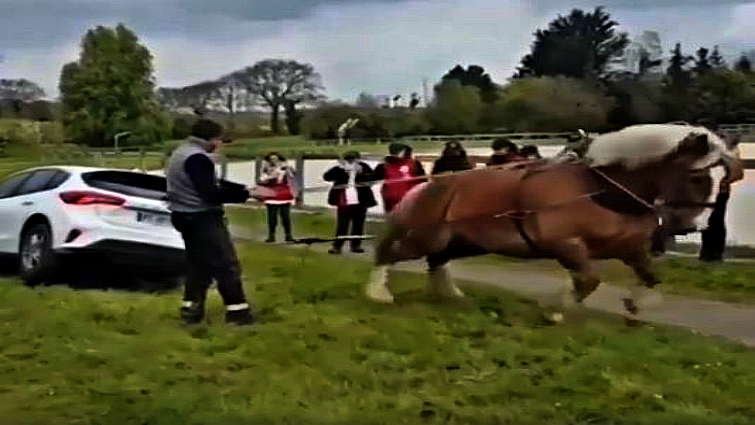 Draft horse demonstrating strength