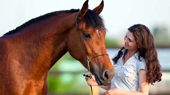 Horse sensing human emotion