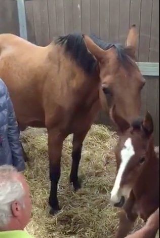 This image has an empty alt attribute; its file name is horse4.jpeg