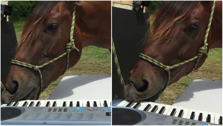 Horse playing piano
