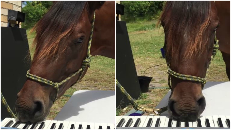 Horse musician performance
