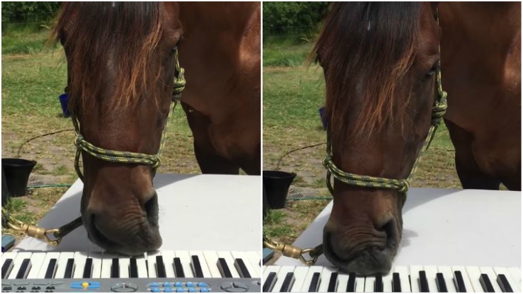 Equine creativity and music