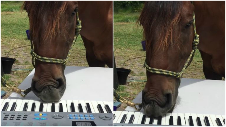 Horse talent showcase