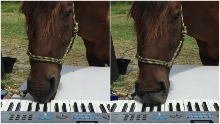 Amazing horse musician