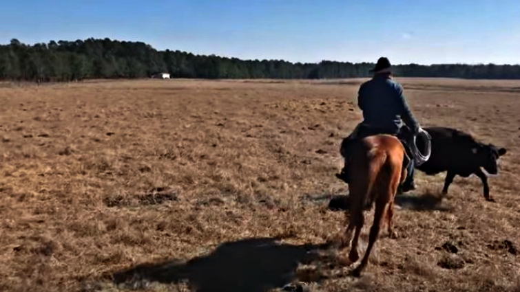 Red the horse protecting rancher from cows