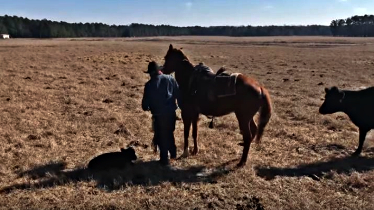 Horse and rancher working together on cattle ranch