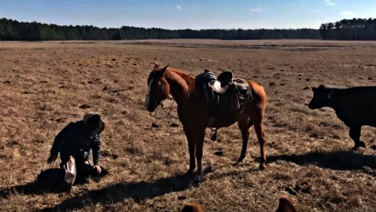 Red the stallion guarding rancher from protective cow