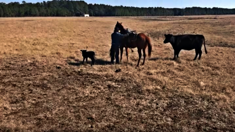 Beautiful bond between horse and rancher