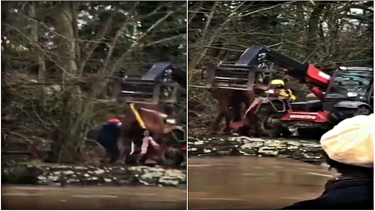 Successful horse rescue