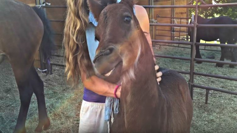 Cute foal being petted