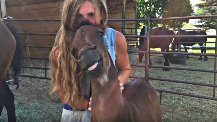 Foal smiling while being petted