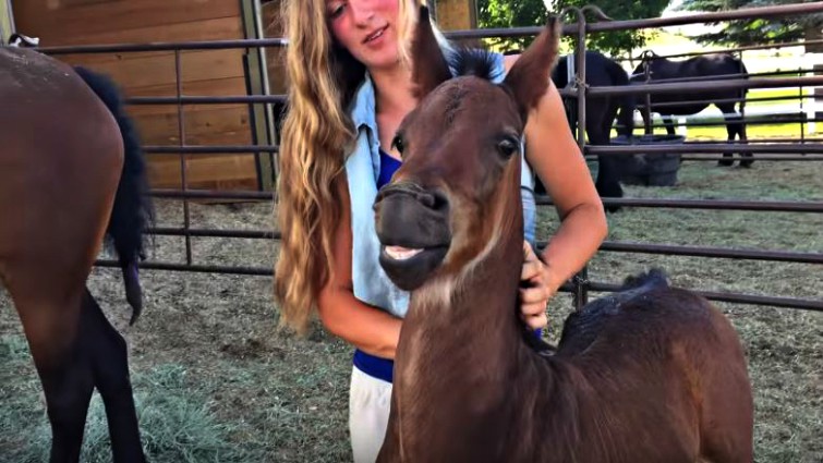 Adorable foal closeup