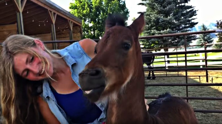 Happy foal in the barn