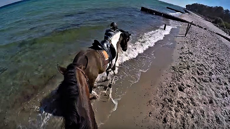 Horse encountering the ocean for the first time