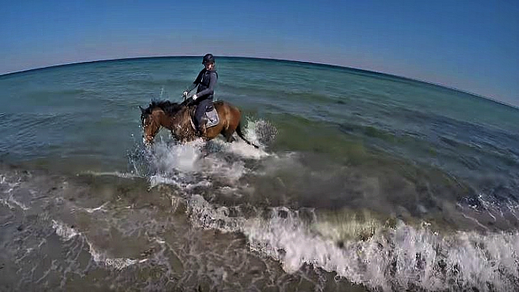 Horse playing in ocean waves