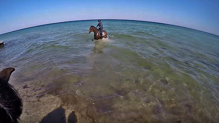 Happy horse enjoying the ocean