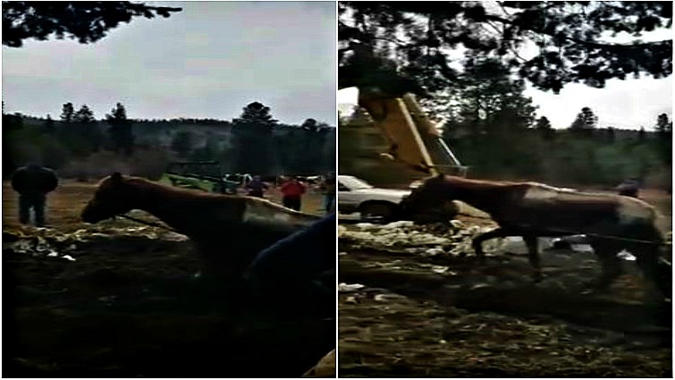 Horse after rescue safe