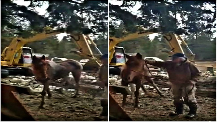 Happy horse Copper rescued