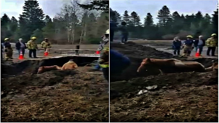 Rescue team saving horse