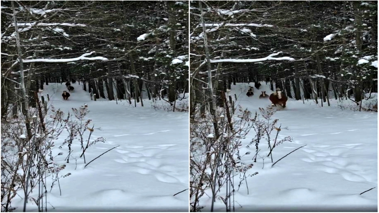 Horses running in snowy woods