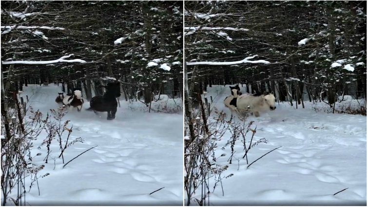 Winter horse riding scene