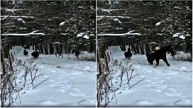 Horses galloping through snow