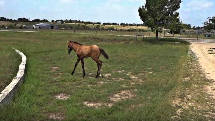 Foal learning to jump with mother