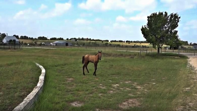 Foal attempting to jump fence