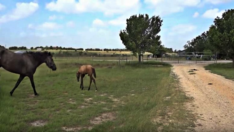 Mare jumping over fence for foal