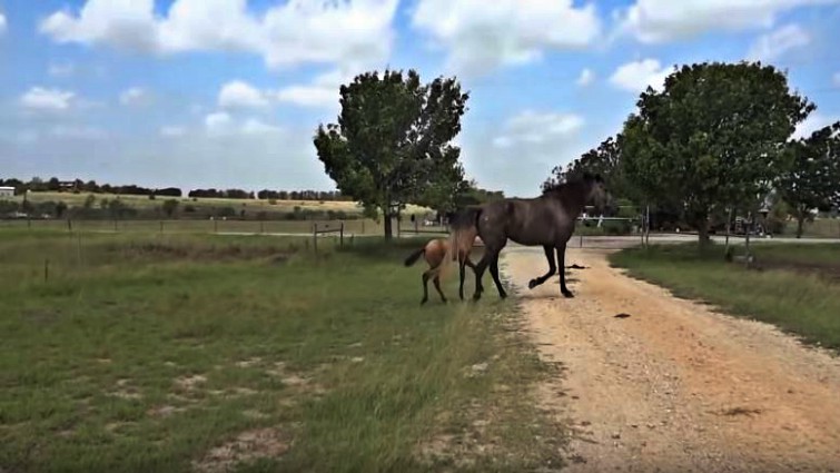 Mare helping foal with jumping technique