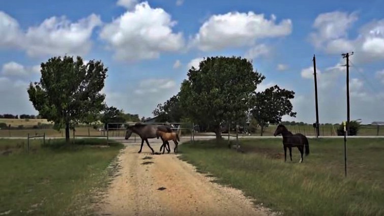 Foal successfully jumping with mama's guidance
