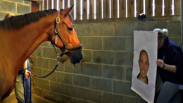 Horse reading human emotions