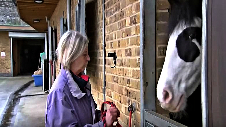 Happy rider with horse