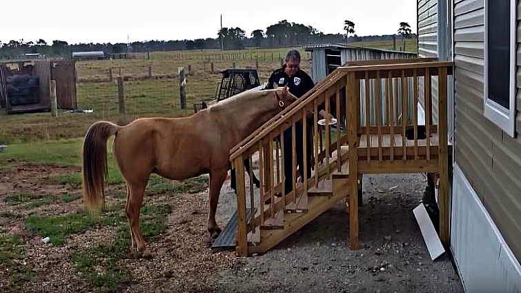 Horse preparing to climb stairs