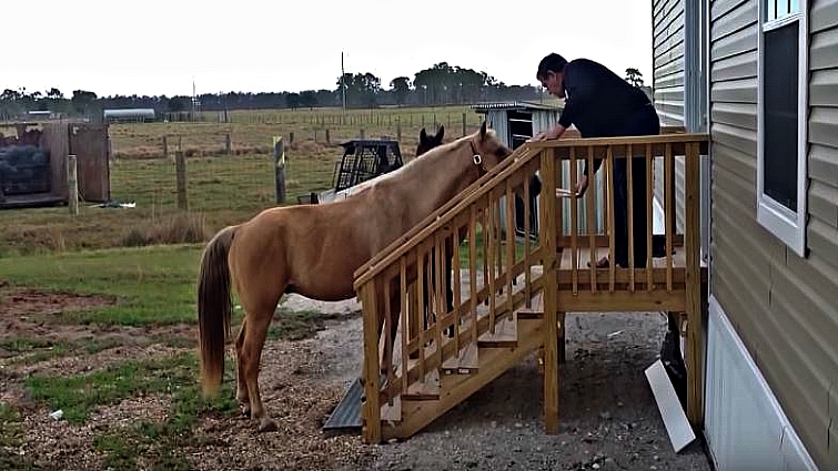 Lefty climbing the stairs