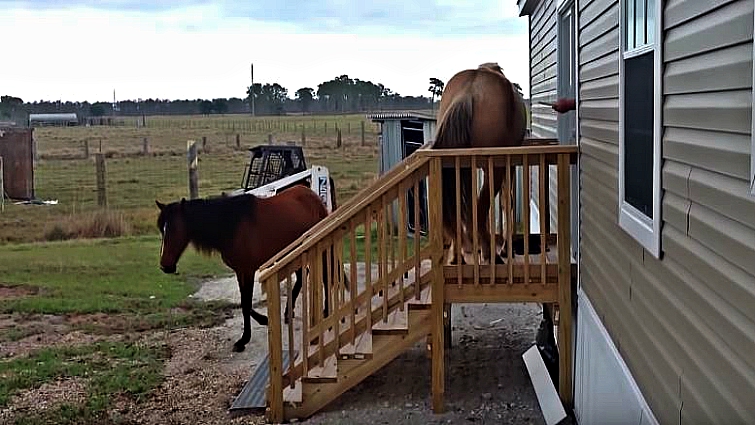 Horse reaching the top of stairs