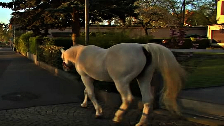 Jenny the Arabian horse in Frankfurt