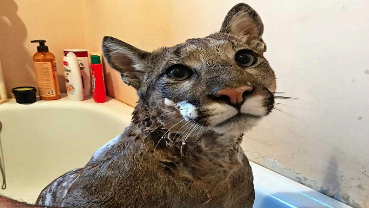 Domesticated puma as pet