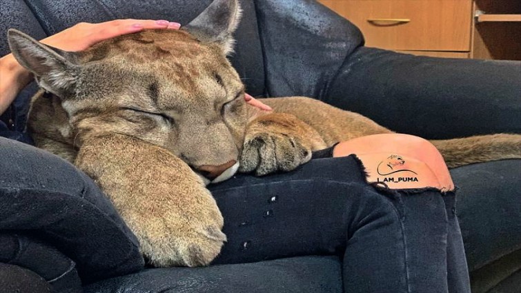 Puma pet training and behavior