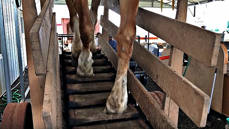 Close-up of horse-powered ice cream churning mechanism