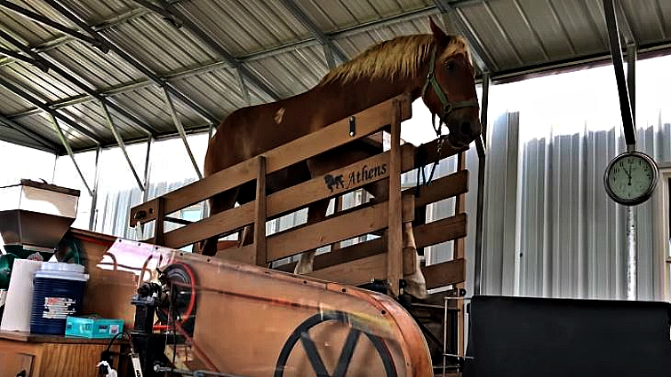 Bob the Belgian draft horse on treadmill at marketplace