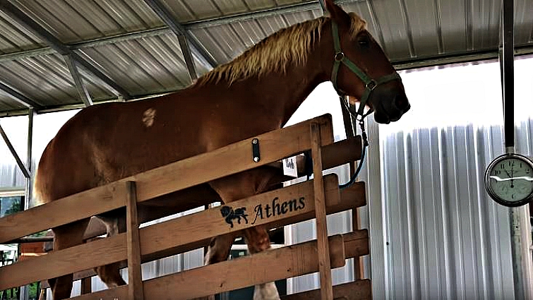 Belgian draft horse Bob working at ice cream maker
