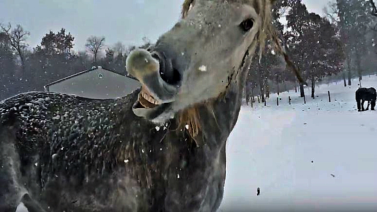 Horse with snow and icicles on face