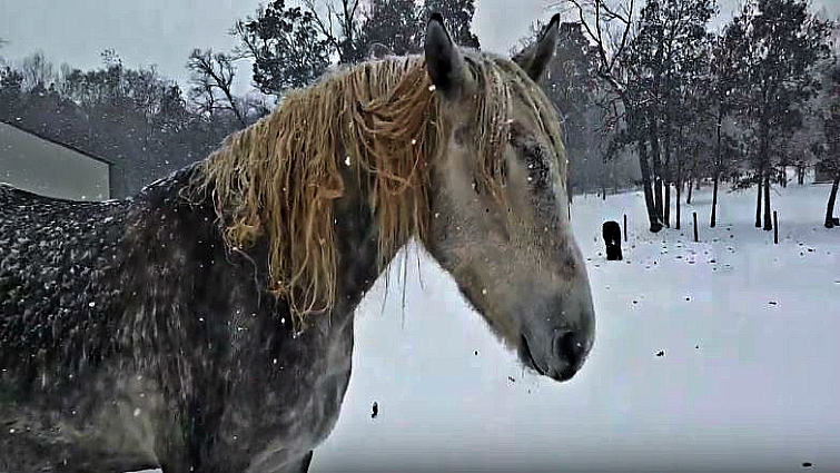 Horse enjoying winter snow play