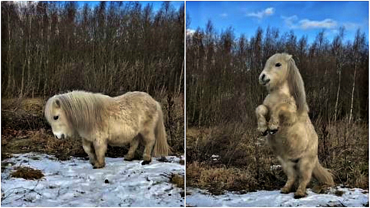 Alvin the dancing pony rearing on snowy ground