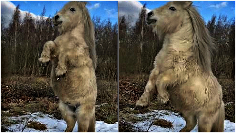 Alvin dancing in the snow with his owner nearby